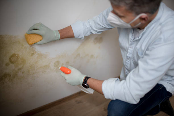 Mold Testing and Removal in Newport, NC