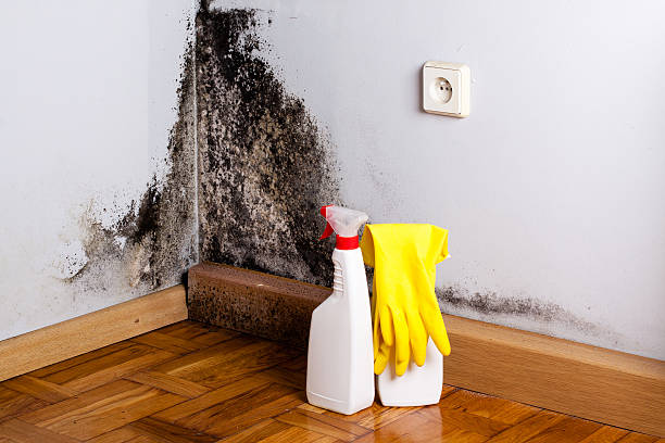 Certified Mold Removal in Newport, NC